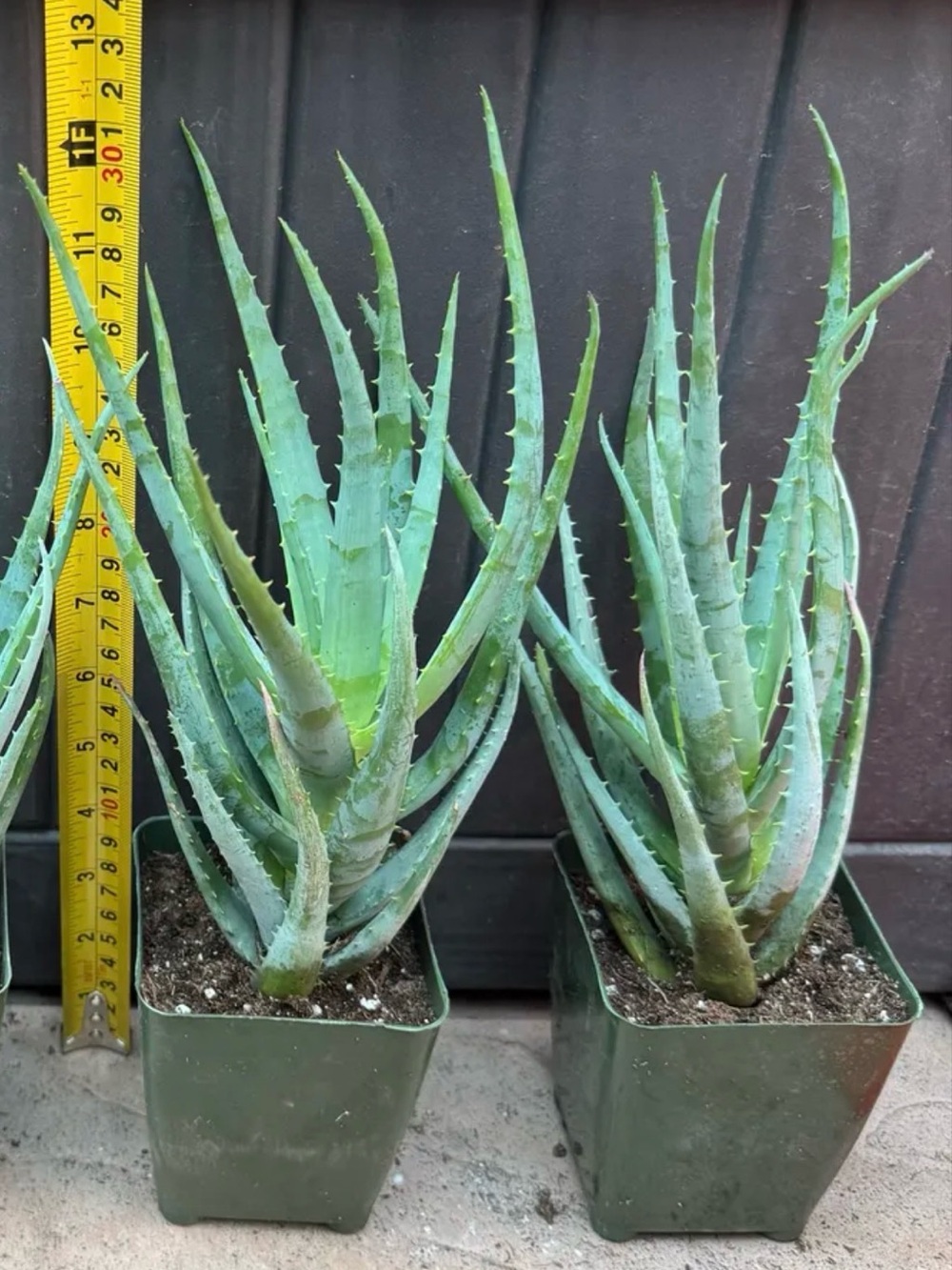 Aloe Blue Elf